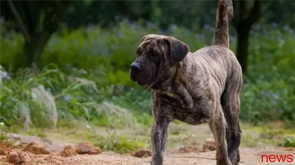 The ten most aggressive dogs, when you encounter them, I advise you to stay away