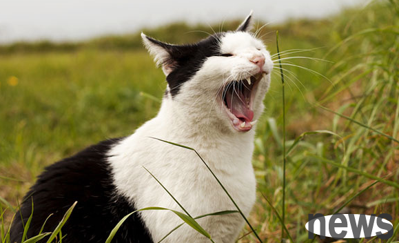 The cat always sneezes but is in good spirits. What s going on?