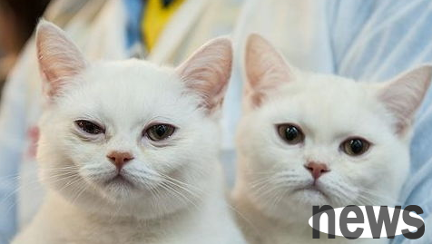 The basic knowledge of cat heart auscultation, novices should know!