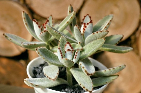 Find out the environment and choose the plants and no longer mourn 
