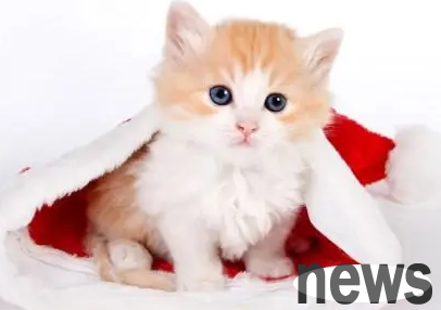 Be careful, some parts of the cat should not be touched casually!