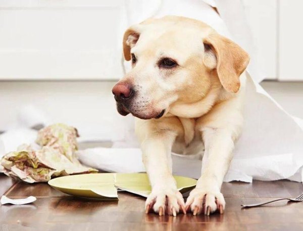 Dogs  cultural education is very important, don t believe it