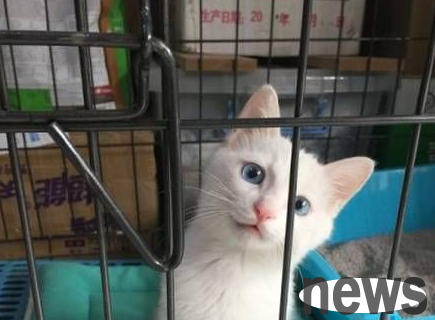 Want to follow this cat? Little White Cat demonstrates the highest level of escape from prison for everyone