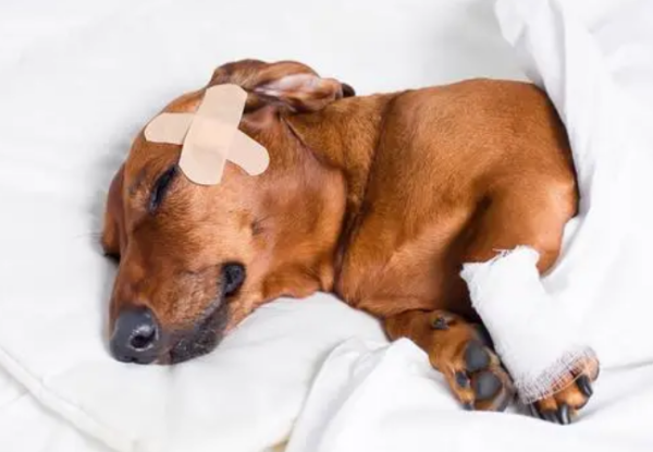 What medicine should be used for dog wounds not healing?