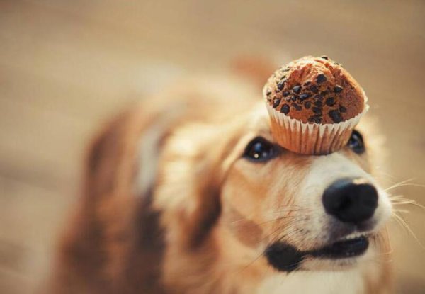 In the eyes of dogs, these six ingredients are their 