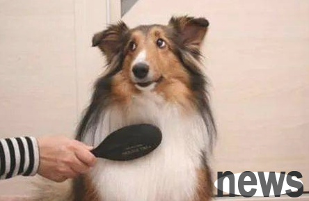 What should I do if my dog ​​vomits? How to deal with it?