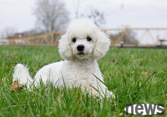 Dog intelligence rankings, are there any dogs in the top ten?