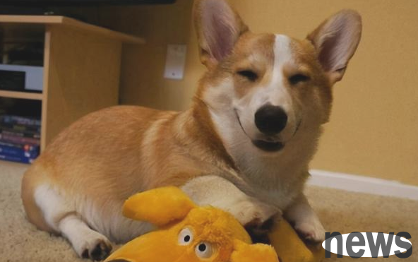 6 kinds of dogs with extremely high emotional intelligence and IQ, which will make your owner happy. Have you raised them at home?