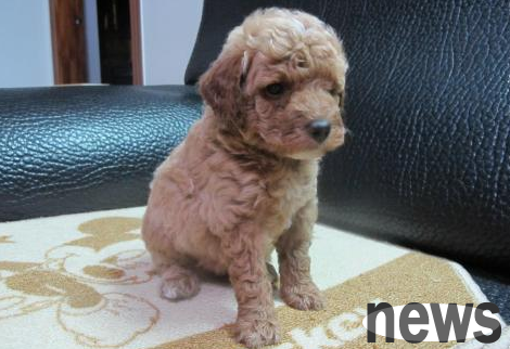 Why do dogs fast? What should I do if I keep barking if I don t eat it