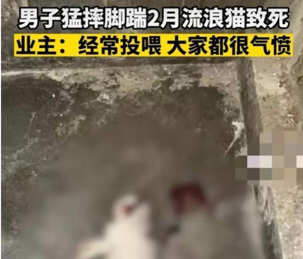 A man kicked a stray cat for two months to death, and the cat-blowing behavior under surveillance is infuriating
