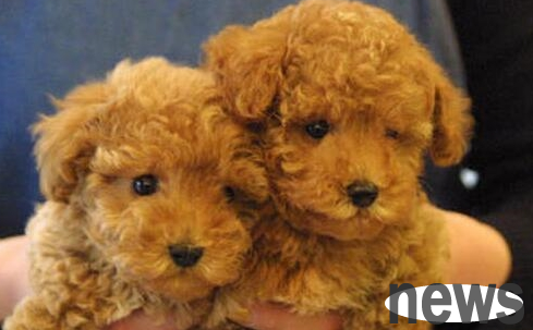 When feeding a dog you just bought, you must remember these aspects to prevent it from harming it!