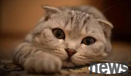 Take snacks, eat meat pies, destroy the sofa, beg for mercy after making a mistake, and act cute with the little blue cat.