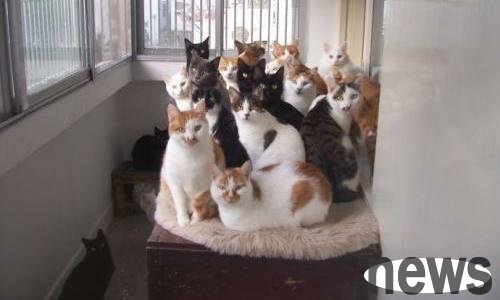 What should I do if my neighbor who has a large number of cats interferes with your life