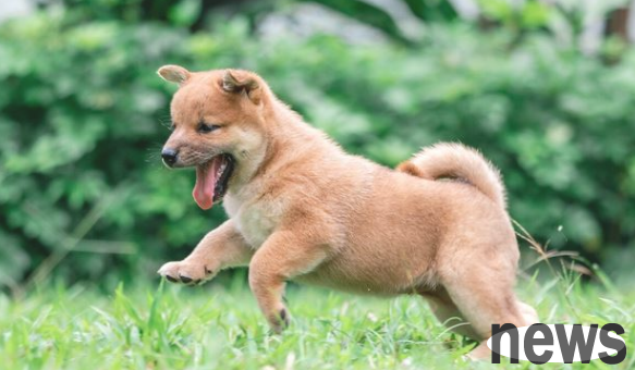 There are so many disobedient personal behaviors of dogs. The owner should correct them after seeing them. Do you have any dogs at home?