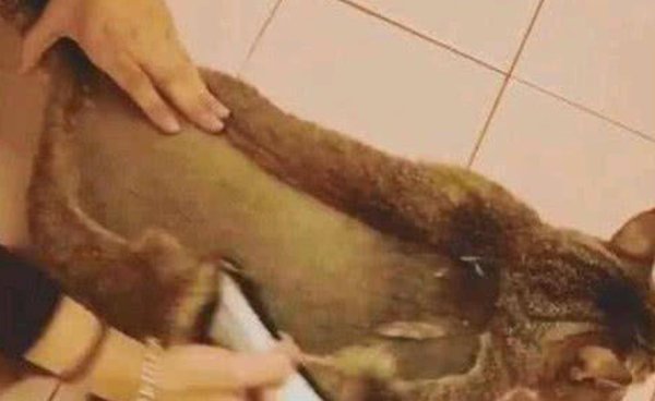 The orange cat s belly is getting bigger and bigger. The owner thinks he is pregnant. After shaving off his hair, the owner laughs.