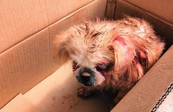 What should I do if a dog is injured outdoors?