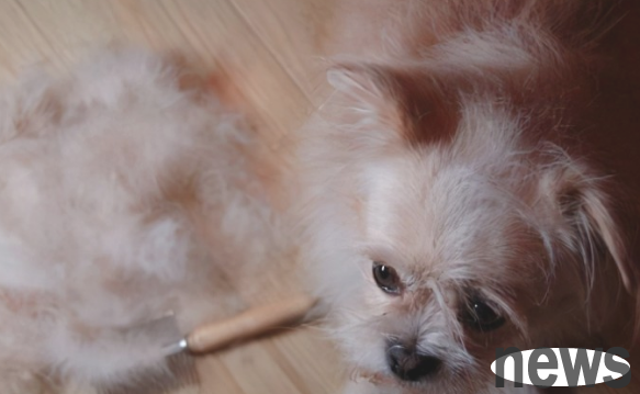 What are the reasons why dogs are crazy about hair loss?