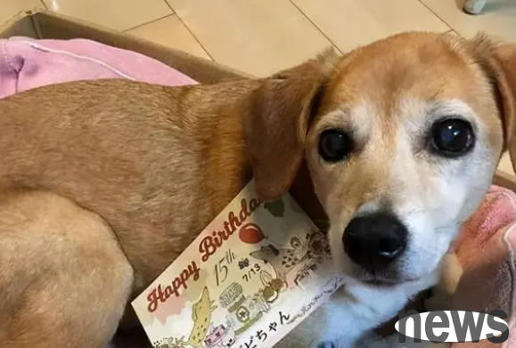 Dogs will say goodbye to you before they die. There are these 5 main manifestations, cherish them
