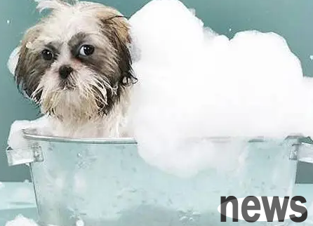 Can dogs get injections on the same day they take a bath? Master come and see