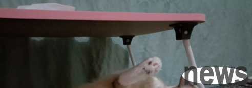 Follow-up on some things about cat food. Don’t come here. Be careful about my cat.