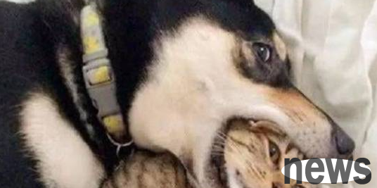 Erha and the little orange cat originally got along harmoniously, but they fell out because of the owner s eccentric behavior.